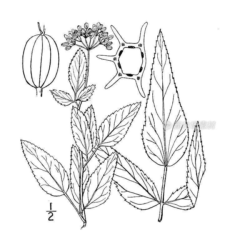 古植物学植物插图:三叶Thaspium trifoliatum，紫色草甸防风草